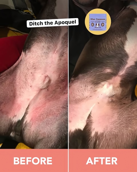 This ad displays a split-screen visual showing a dog's skin improvement after using an immune support supplement compared to a medical prescription.
